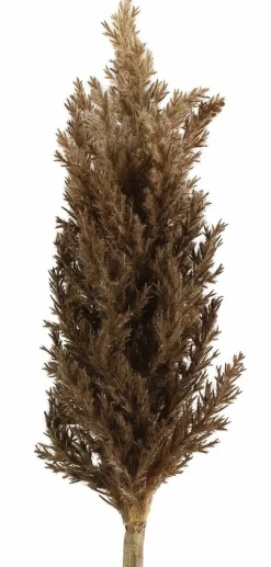 Countryfield Astilbe bruin New