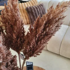 Countryfield Astilbe bruin New