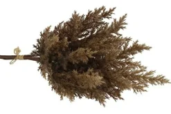 Countryfield Astilbe bruin 2 Hot