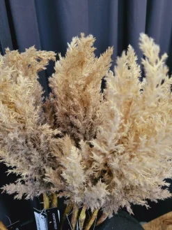 Countryfield Astilbe lichtbruin Sale