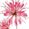 Countryfield Kunstbloem Lycoris donkerroze - L 12 x B 8 x H 94 CM Online