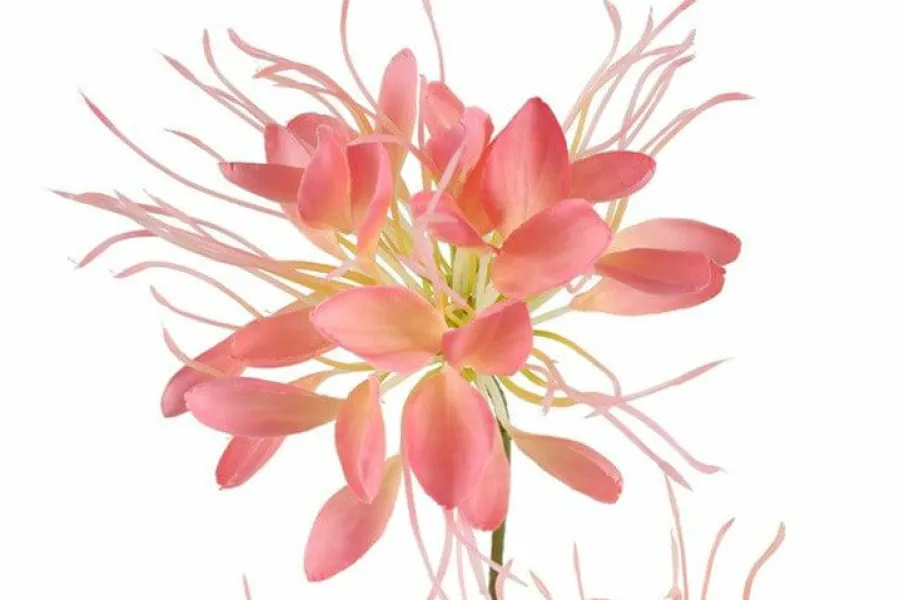 Countryfield Kunstbloem Lycoris roze - L 12 x B 8 x H 94 CM Best