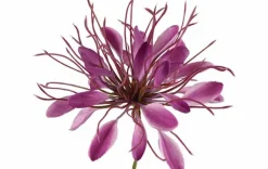 Countryfield Kunstbloem Lycoris paars - L 12 x B 8 x H 94 CM Clearance