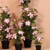 Countryfield Kunstplant Clematis XL roze 94 cm hoog Outlet