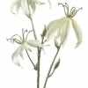 Countryfield Kunsttak Gloriosa S crème New
