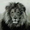 Countryfield Schilderij Leeuw Wild life L Online