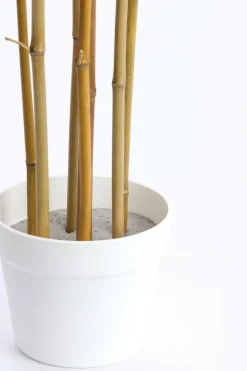 Light en Living Ornament in pot 70x60x90 cm BAMBOO naturel+crème Hot