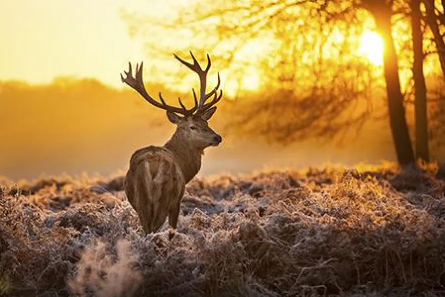 MondiArt Alu Art | Red Deer in Morning Sun Sale