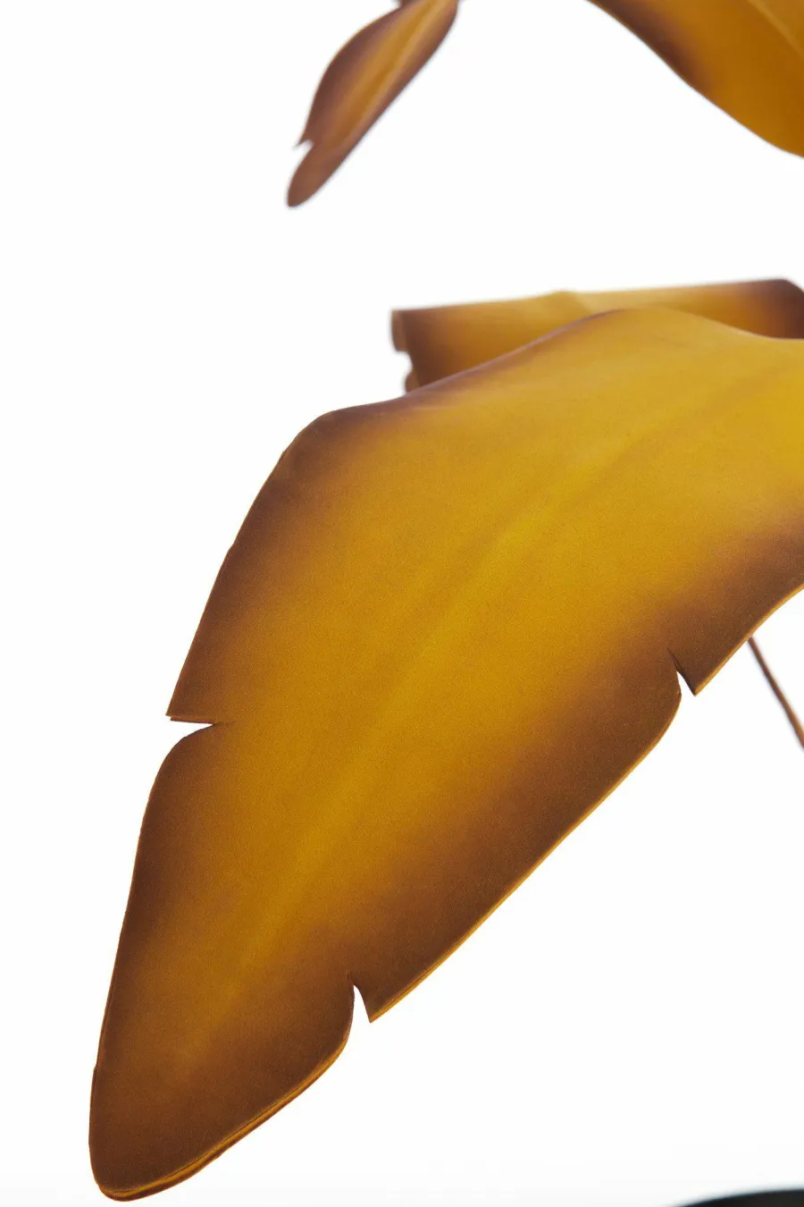 Parlane Ornament in pot STRELITZIA goud-bruin+zwart - Ø110 cm