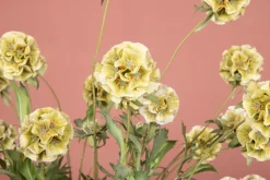 PTMD Kunsttak Groen Scabiosa Outlet