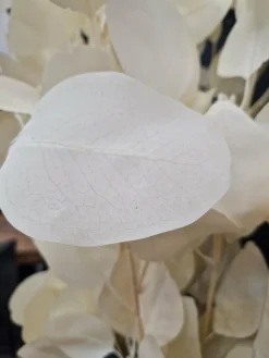 PTMD Kunsttak Leaves Plant eucalyptus creme Discount