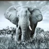 PTMD Schilderij Melani Glass Art olifant groot Outlet