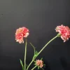 Pure Kunsttak Duifkruid 66 cm roze Discount