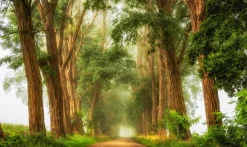 Wandkraft Acacias the Mist