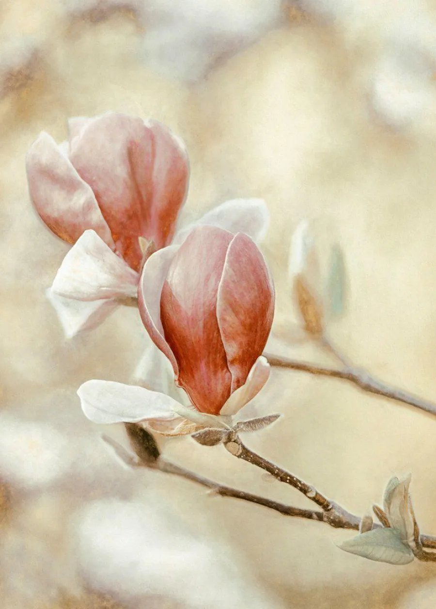 Wandkraft Blooming Hearts Clearance