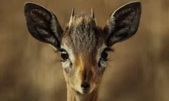 Wandkraft European Wildlife 010 Sale
