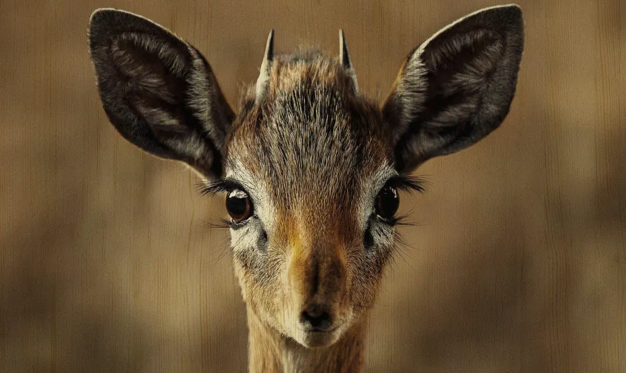 Wandkraft European Wildlife 010 Sale
