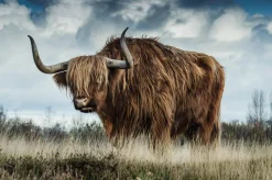 Wandkraft European Wildlife 009 Online