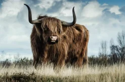 Wandkraft European Wildlife 008 New