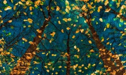 Wandkraft Platos Trees Hot