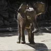 Wandkraft Wildlife 005