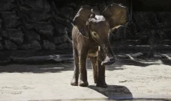 Wandkraft Wildlife 005
