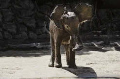 Wandkraft Wildlife 005