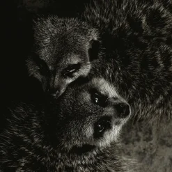 Wandkraft Wildlife 003 Online